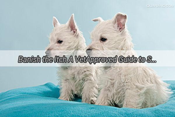 Banish the Itch A VetApproved Guide to Soothe Your Dogs Inflammation Naturally